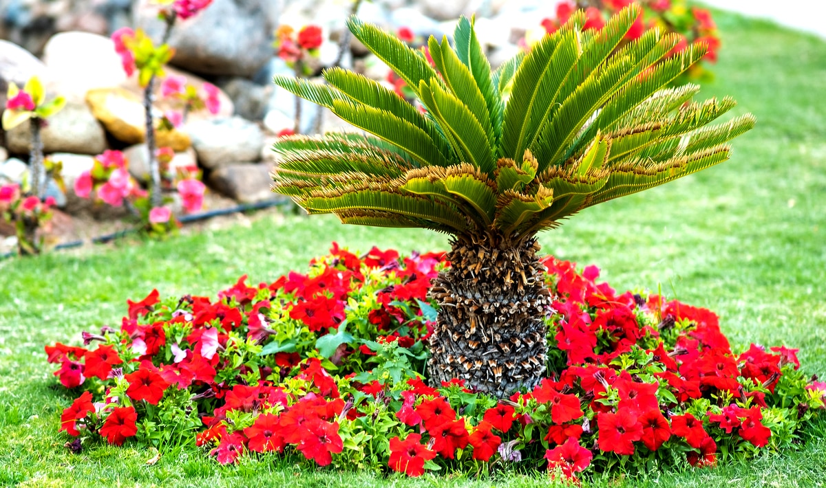 Palmeira cica em jardim, envolta de flores vermelhas, sobre um gramado