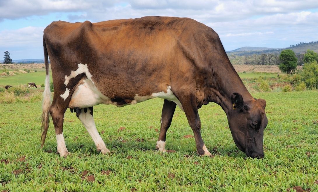 Vaca Jersolando em sistema extensivo, pastejando