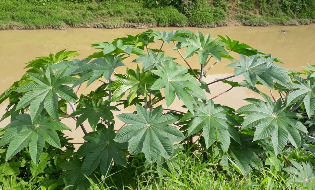 Plantas tóxicas como a popular mamona são comuns