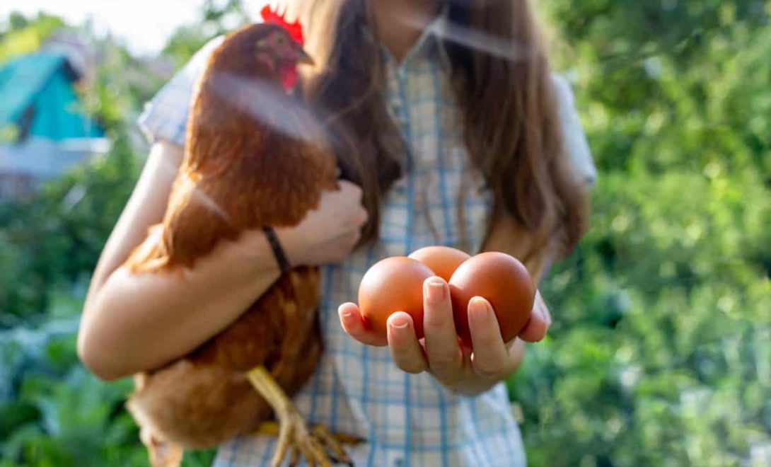 Ovos de galinha caipira segurados por uma menina que também segura a galinha