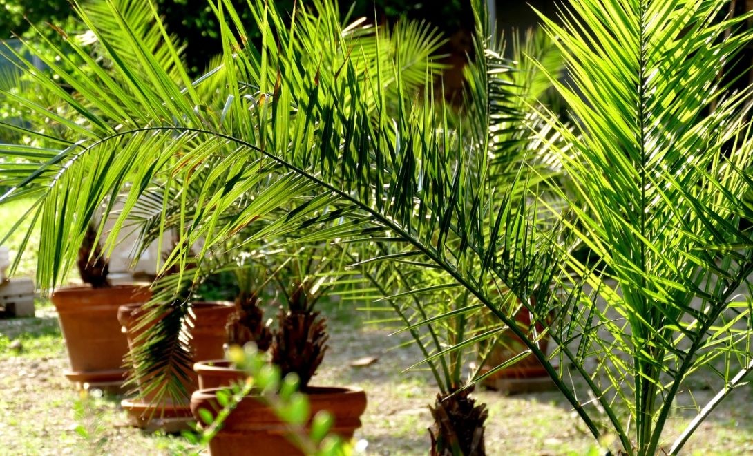 Como plantar e cultivar palmeiras em vasos