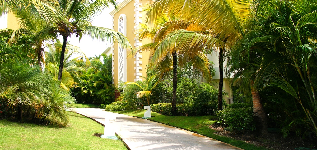 Jardim residencial com diversos tipos de palmeiras