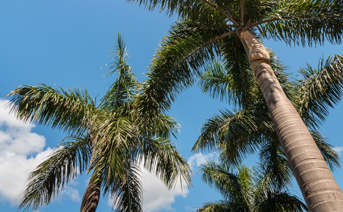 Palmeira Alexandra, de crescimento rápido, com céu azul com nuvens ao fundo