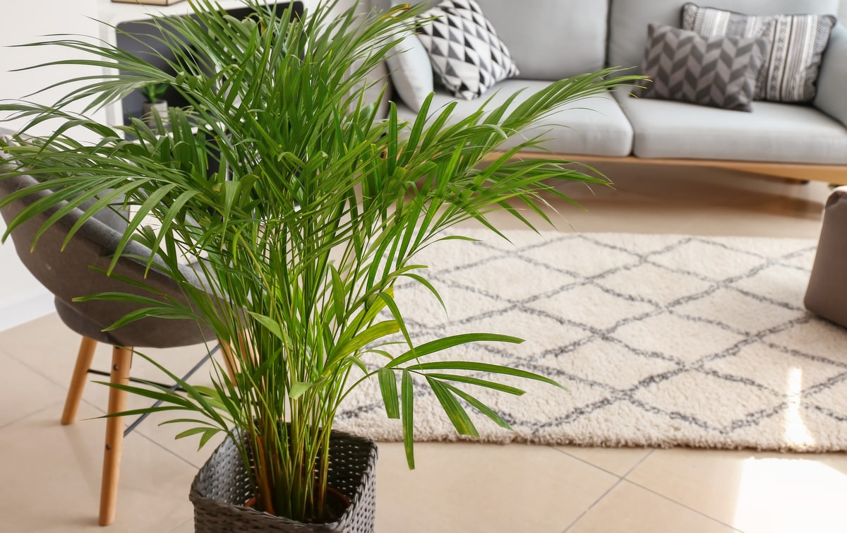 Palmeira areca plantada em um vaso, em uma sala de estar com sofá e tapete ao fundo