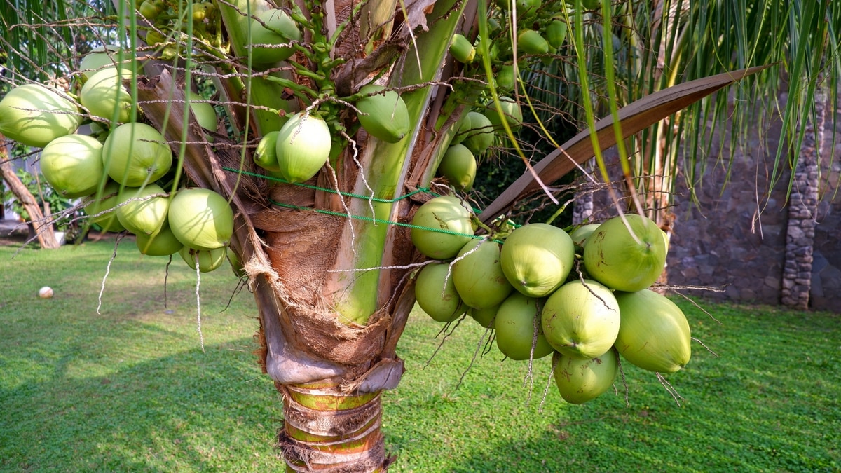 Coqueiro anão com cocos em gramado, muro de pedras ao fundo