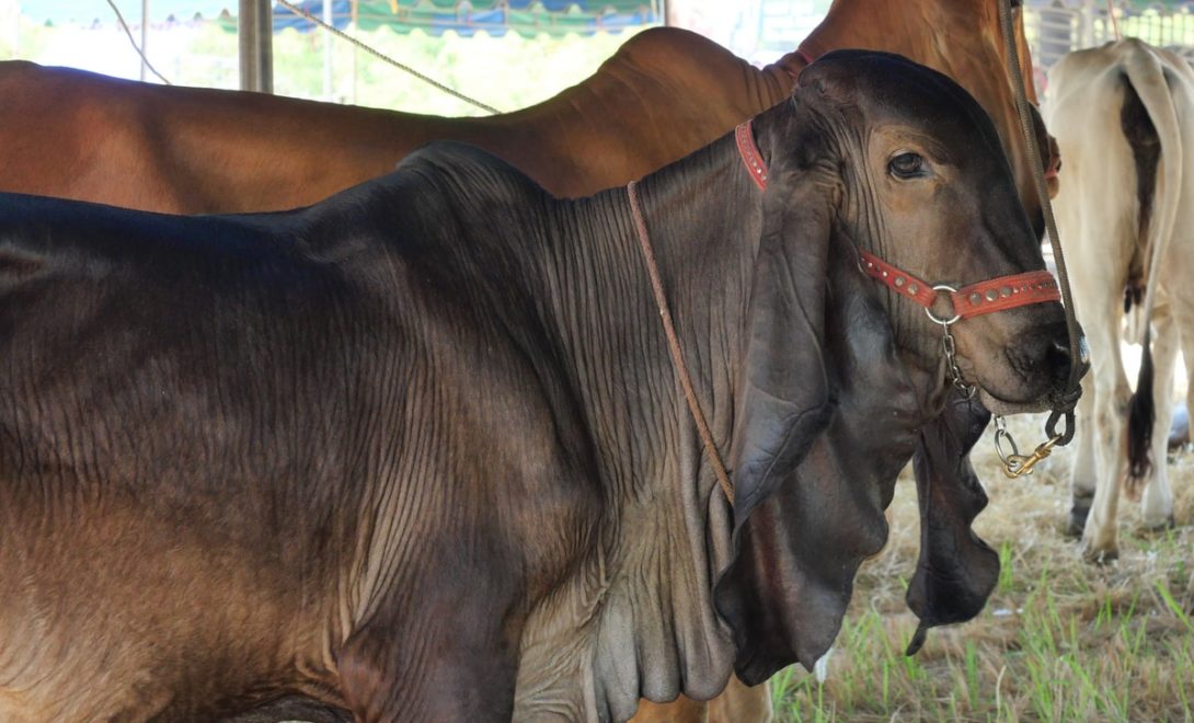 Indubrasil: a raça de gado genuinamente brasileira