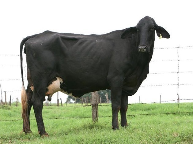 Vaca da raça Indolando de cor preta, posicionada lateralmente no pasto. Ao fundo, cerca de arame