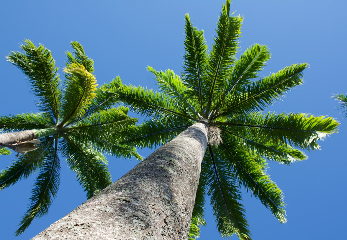 Exemplar da palmeira real, vista de baixo para cima, com céu azul ao fundo