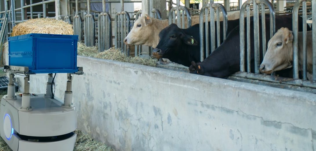 Vacas sendo alimentadas no cocho em uma propriedade que pratica a pecuária de precisão