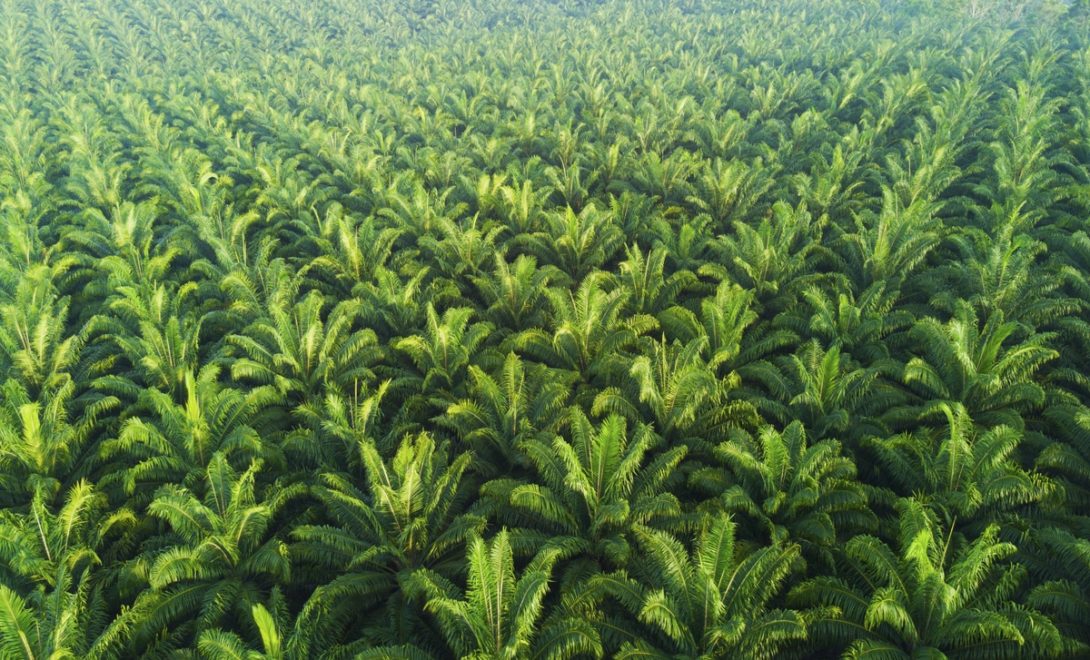 Conheça 4 espécies de palmeiras usadas na produção de palmito