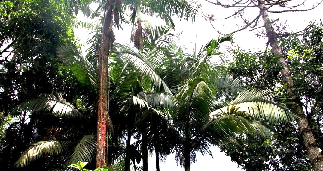 Exemplares de palmeira Juçara, utilizada para exploração de palmito