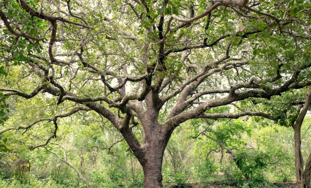 Grande árvore de pequi, com várias ramificações