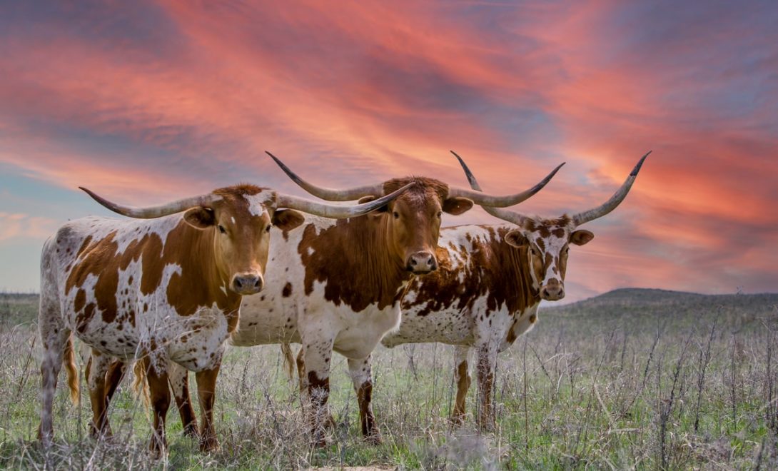 Três exemplares de gado crioulo lageano em ambiente de baixíssima oferta de pasto de qualidade