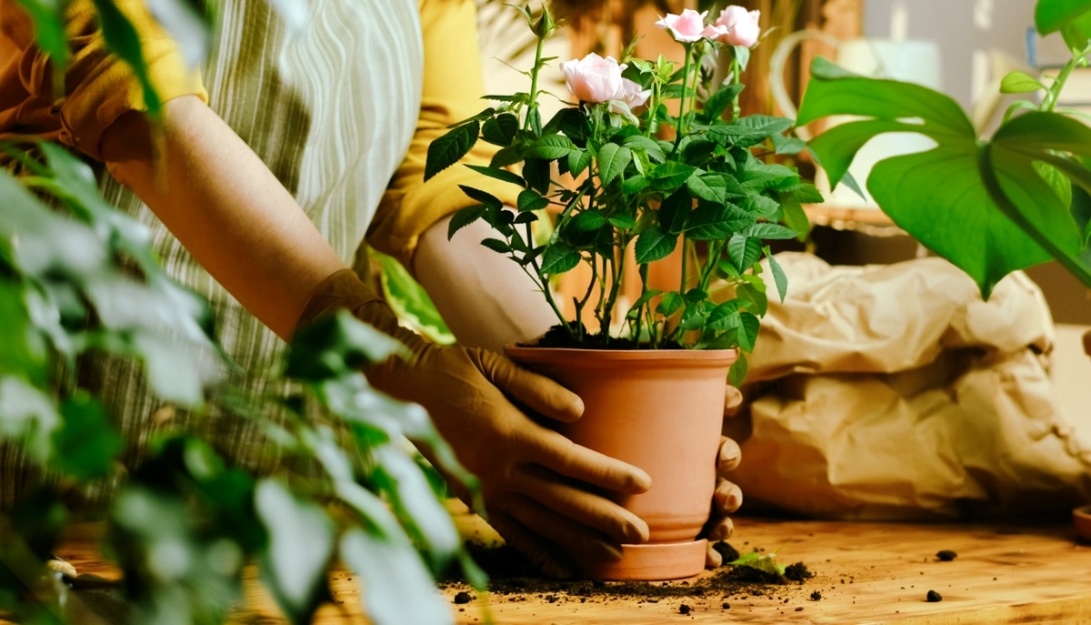 Mulher plantando roseira em vaso