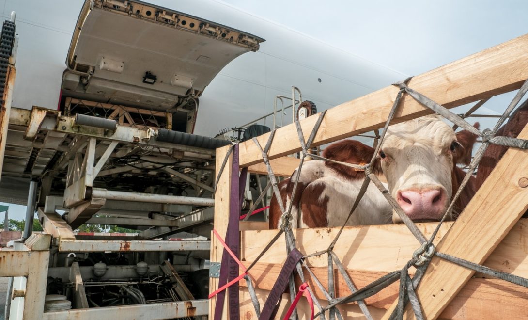 Vacas sendo despachadas em transporte aéreo