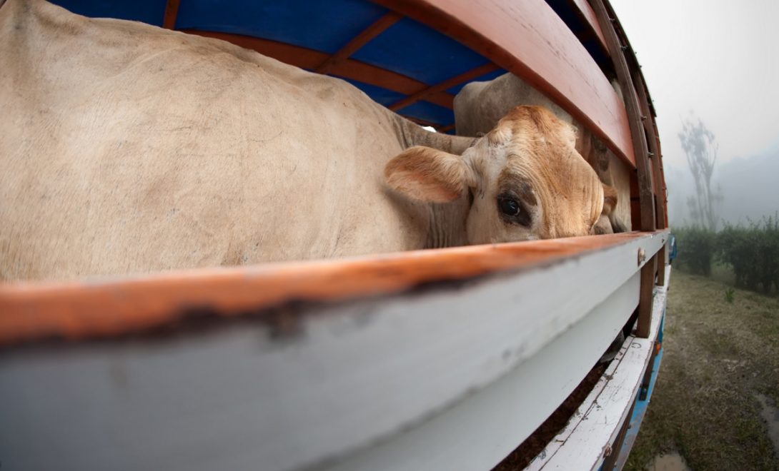 Visão de bovino em posição correta em transporte