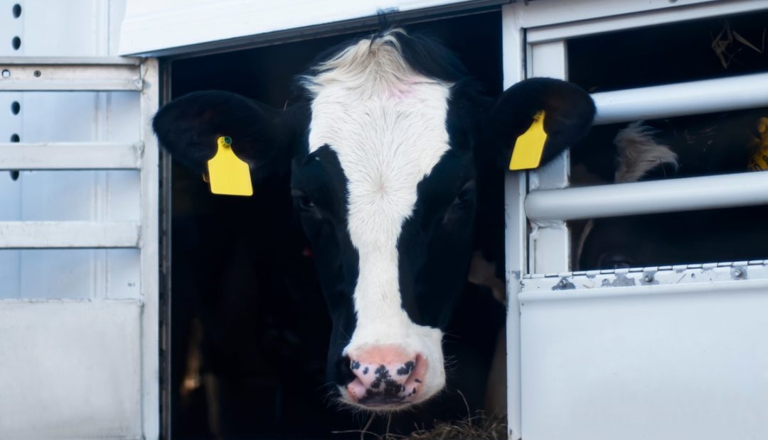 Conheça quais são as regras e cuidados no transporte de animais