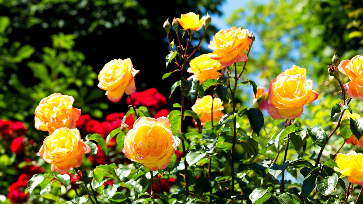 Variedade de cores e tamanhos das roseiras