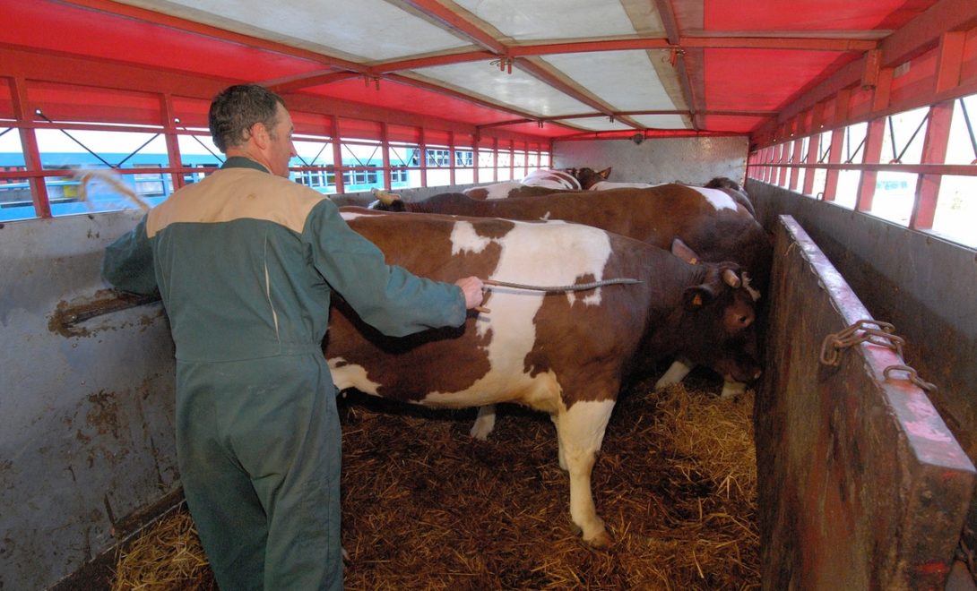 Avaliação da carga viva durante o transporte, cuidado em avaliar cada bovino individualmente