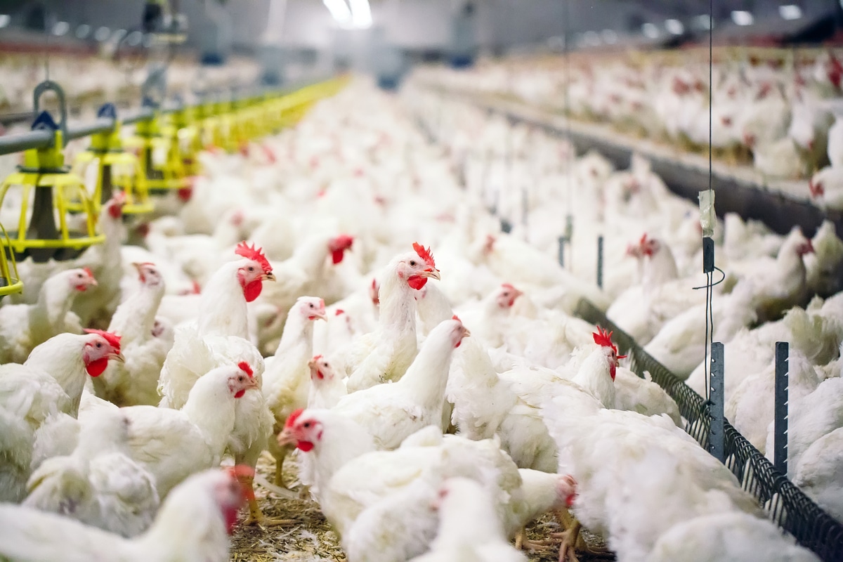 Is Broiler Chicken Business Profitable