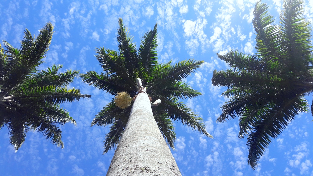 Estipe de palmeira imperial e folhas