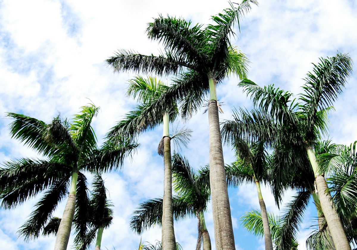 Exemplares de palmeira real vistas debaixo, com céu azul e nuvens brancas ao fundo
