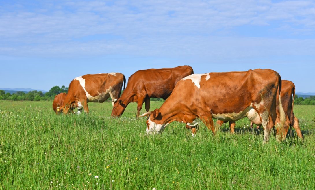 Raça simbrasil a pasto, vacas e novilhas de alto potencial produtivo