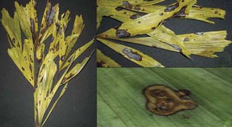 Lesões causadas pelo fungo Pestalotiopsis sp em palmeiras