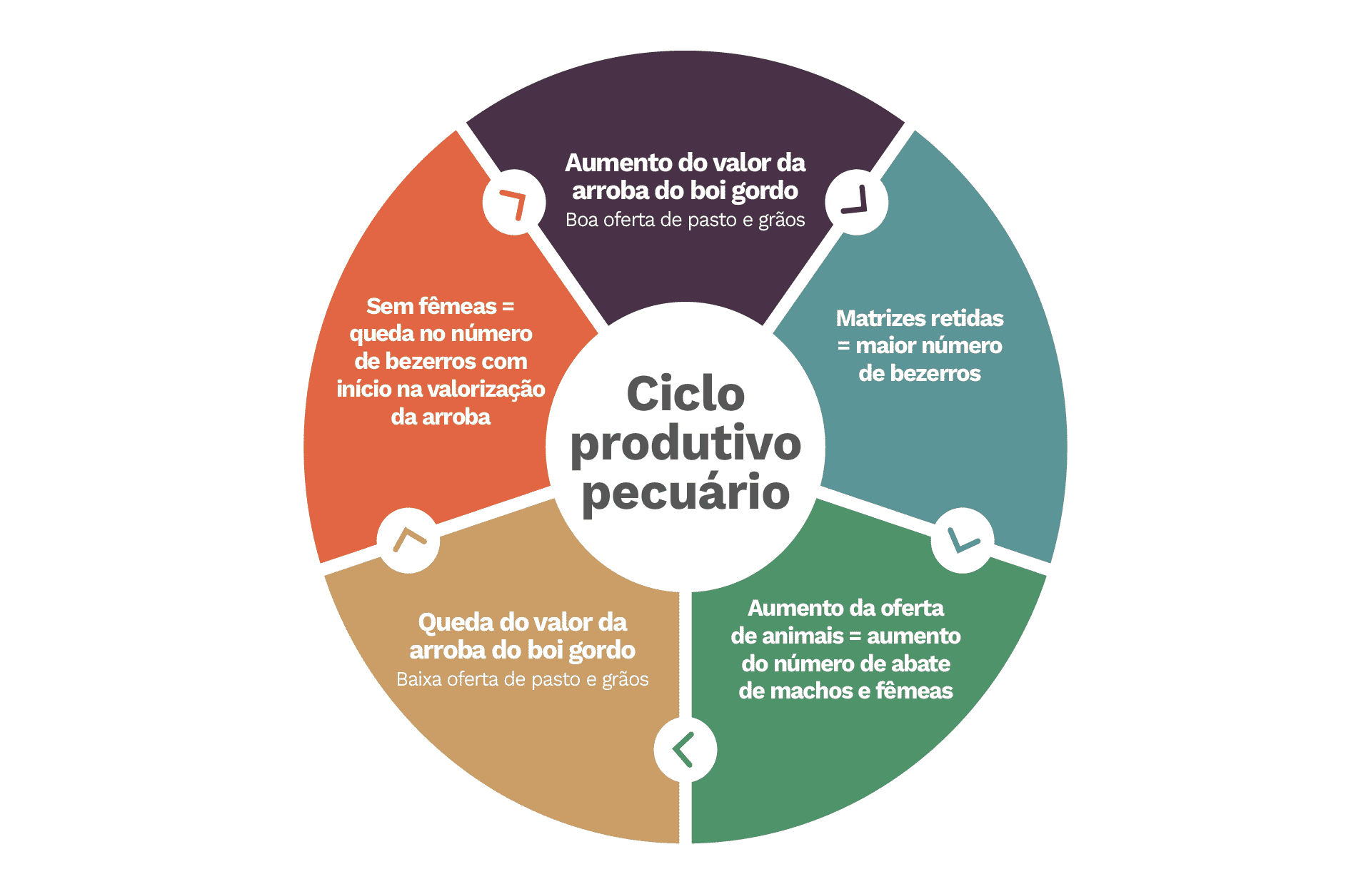 Infográfico do ciclo produtivo pecuário resumido
