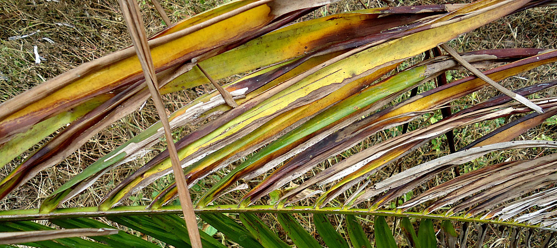 Folha de palmeira com fusariose