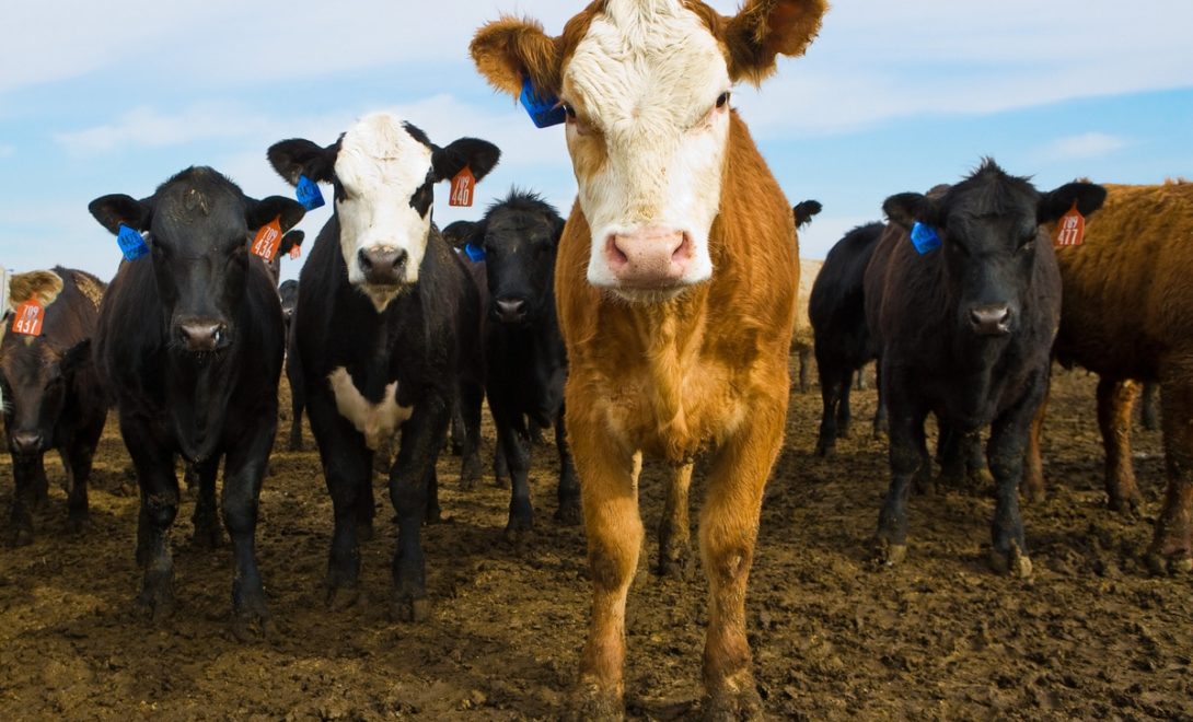 Clostridioses em bovinos: entenda mais e aprenda a evitar!