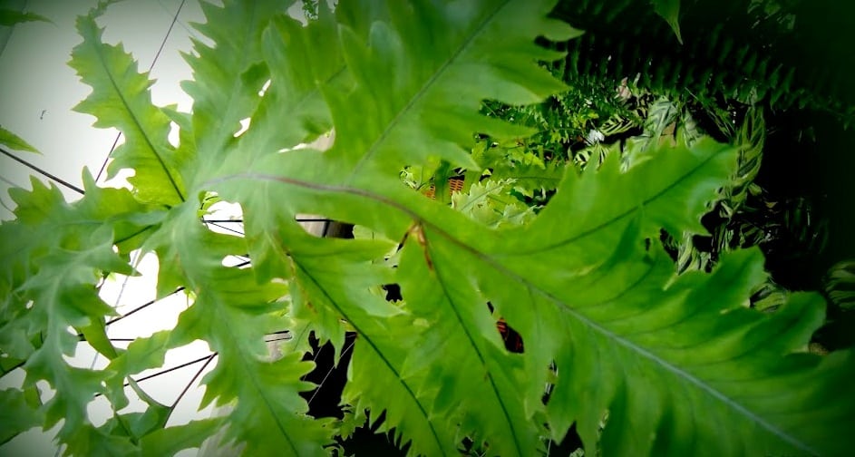 Folha de samambaia amazonas