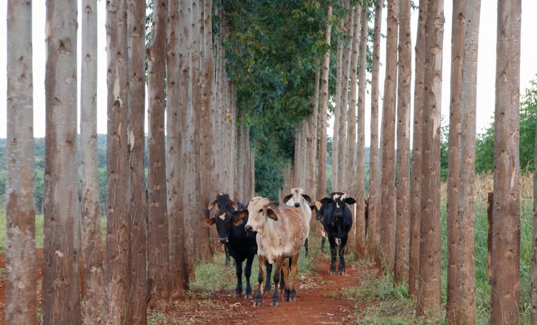 Bovinos caminhando entre árvores de eucalipto com lavoura ao lado, em sistema de integração lavoura-pecuária-floresta