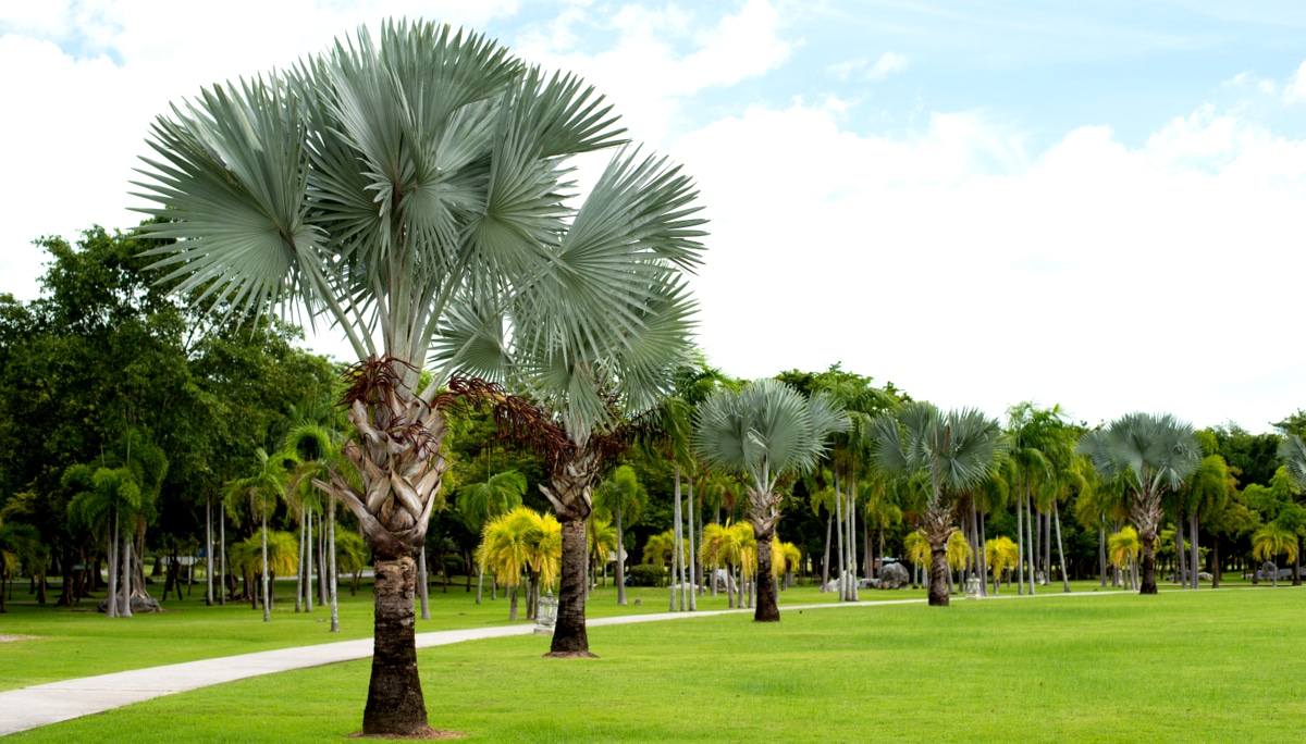 Jardim extenso contendo grande área arborizada com plantio de palmeira azul