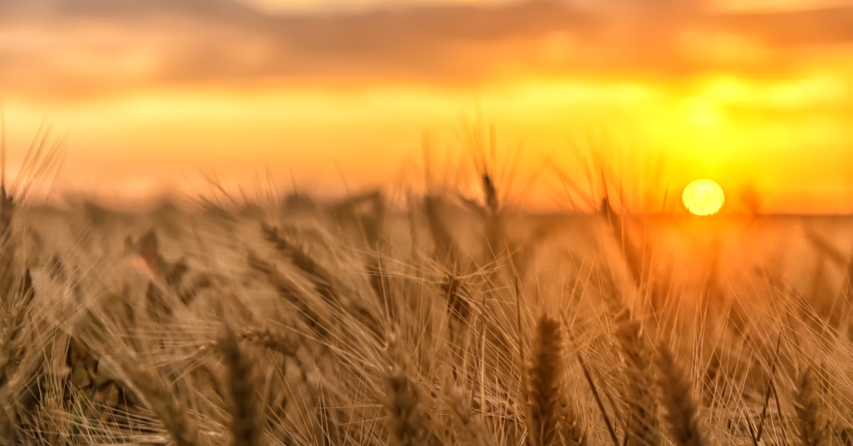 Foco em hastes de trigo em talhão com nascer ou pôr-do-sol ao fundo