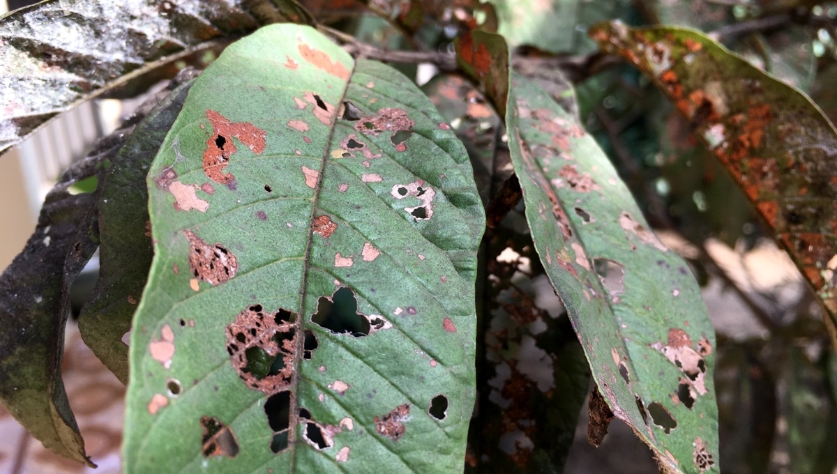 Folhas de goiabeira com machas escurecidas e arredondadas, danificadas por conta de doença.