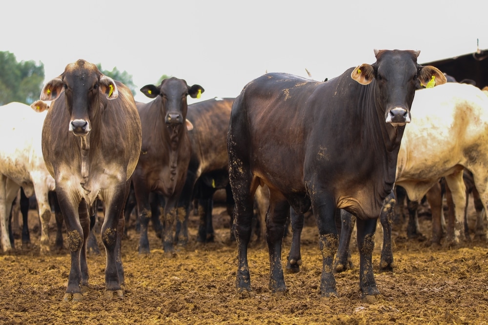 Lote de novilhas mestiças em campo, com características de Indolando. À frente, vacas de cor marrom-escuro e, ao fundo, algumas vacas de cor clara e outras escuras
