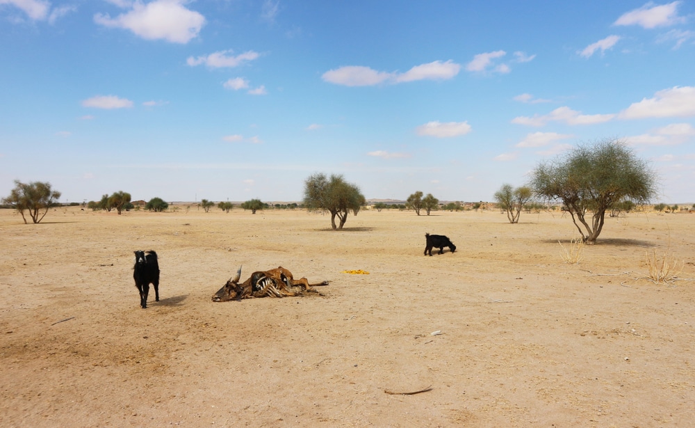 Carcaça bovina exposta em área seca, com dois outros animais de raças distintas ao redor. Árvores pontuais espalhadas pela paisagem.