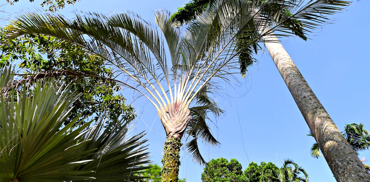 Imagem da parte superior da palmeira triângulo demonstrando o formato triangular que suas folhas formam