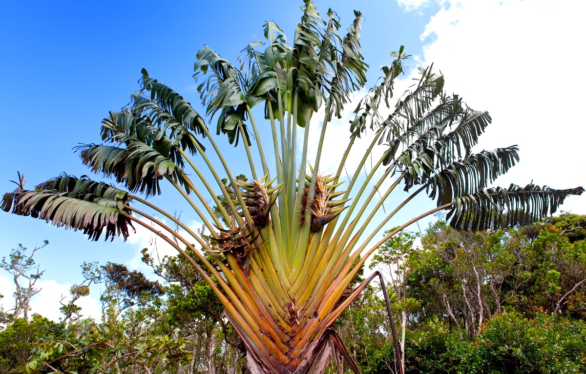 Palmeira ravenala com galhos longos e folhas em formato de leque e vegetação ao fundo