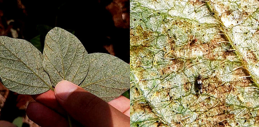 Imagem com 2 fotos sendo à esquerda mão segurando três folhas infestadas com tripes e à direita imagem com zoom
