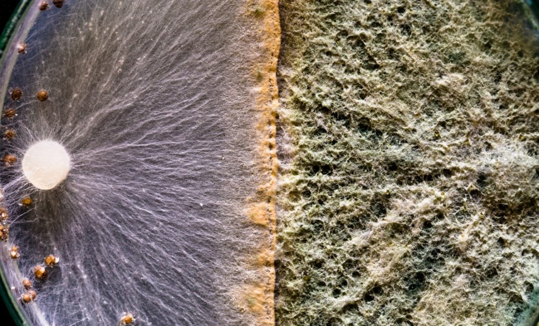 Placa de Petri com os fungos  Trichoderma e Sclerotium rolfsii