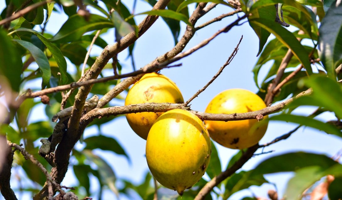 Abiu: conheça essa fruta exótica, seus benefícios e como plantá-la