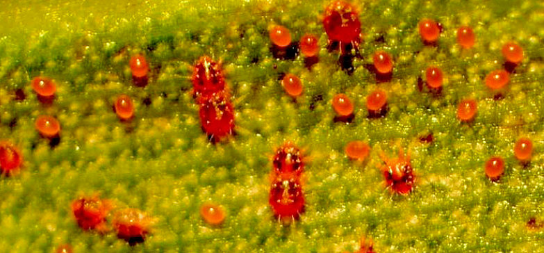 A foto mostra alguns ácaros, chamados ácaros-vermelhos-das-palmeiras, de coloração vermelha e manchas pretas, além de alguns ovos da espécie. A foto é aproximada e os ácaros estão sobre a superfície de uma folha amarelada.