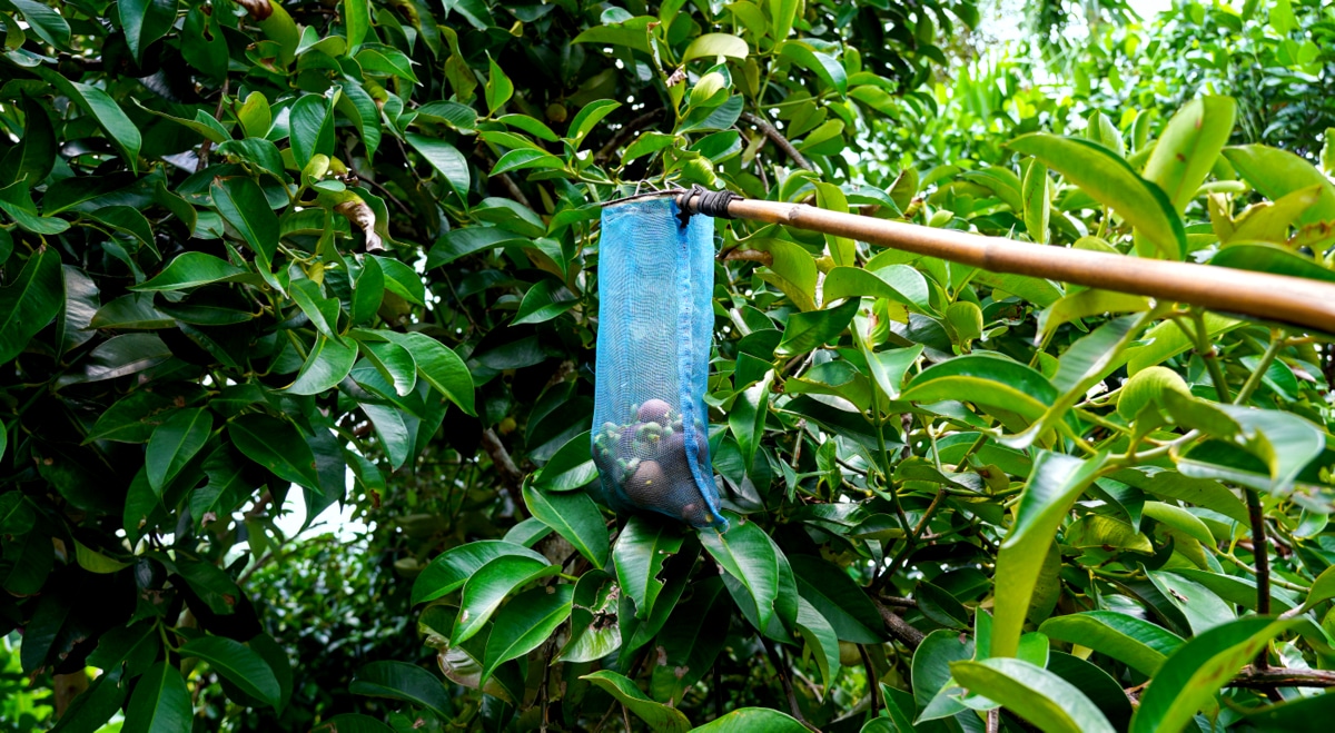 Colheita dos frutos de mangostanzeiro localizados em regiões mais altas da planta. Manuseio de dispositivo feito com uma rede azul amarrada na ponta de uma vara para a colheita de mangostão.