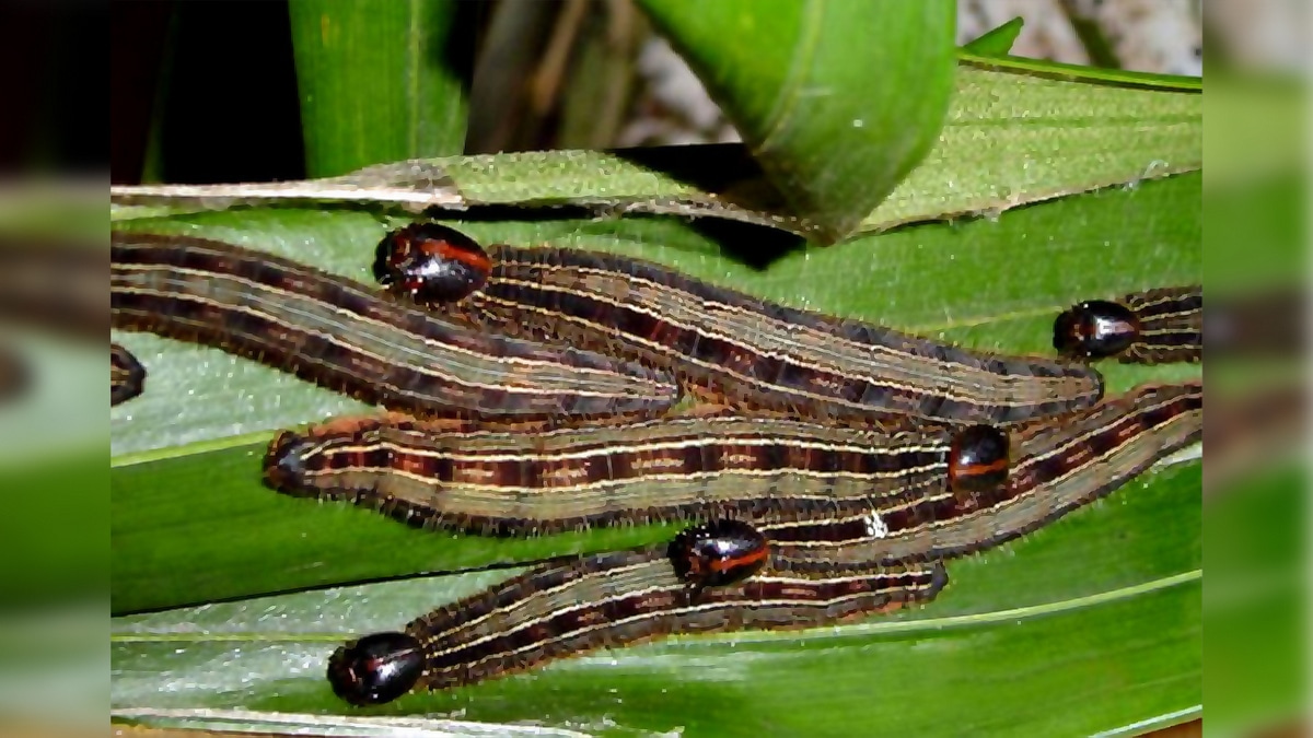 Lagartas-das-palmeiras em folhas. Na foto, estão presentes 7 lagartas de coloração bastante vistosa, com cabeça negra e listra vermelha, corpo esverdeado e com listras longitudinais escuras bem evidentes.