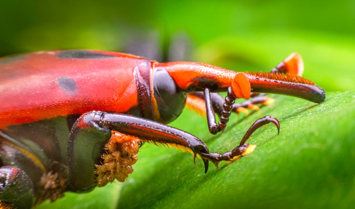 Inseto chamado escaravelho das palmeiras. Apresenta coloração predominantemente vermelha, manchas e patas pretas, além de bico alongado com cerdas baixas.