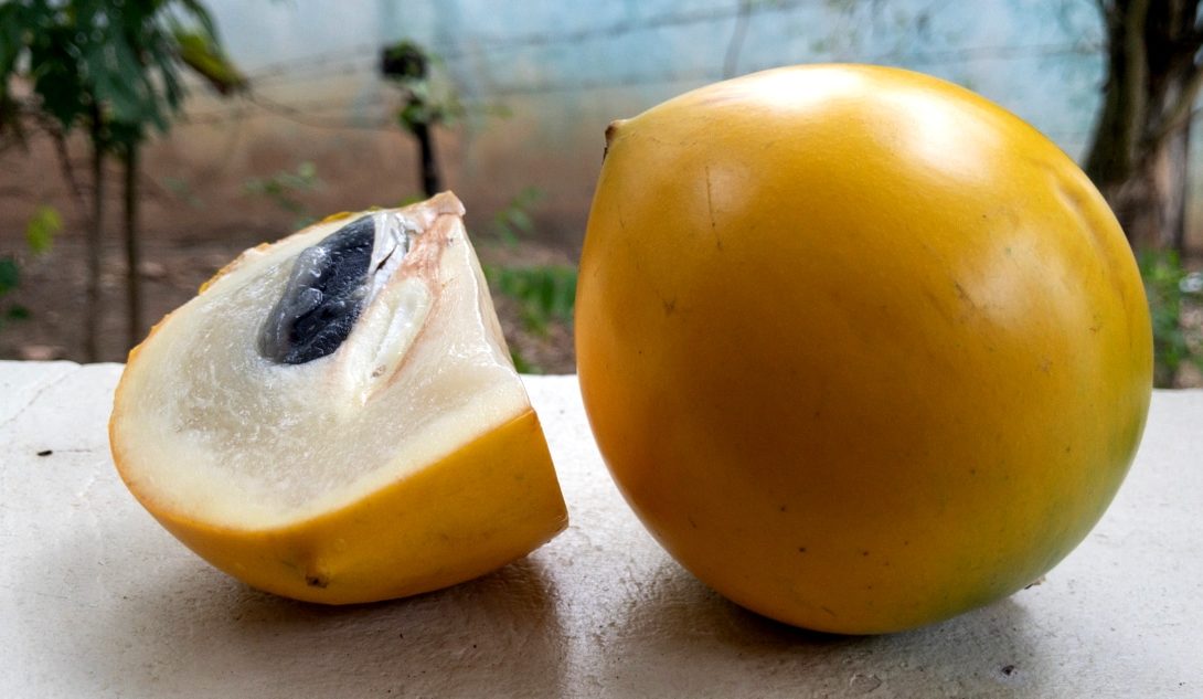 Frutos de abieiro posicionados sobre superfície branca. Um dos frutos está inteiriço com a casca amarelada e fundo esverdeado, e o outro está partido com sua polpa e semente à mostra.