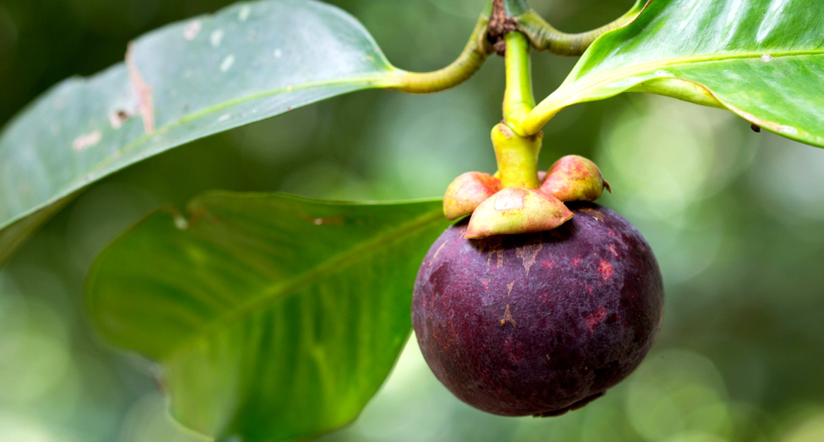 Fruto de mangostanzeiro ainda no pé. O fruto apresenta casca roxa e está preso em galho com folhagens verdes.