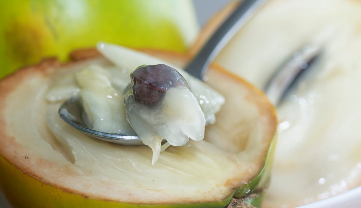 Colher de metal raspando a polpa do abiu. Na foto, a fruta está cortada ao meio, com a sua polpa e semente à mostra.